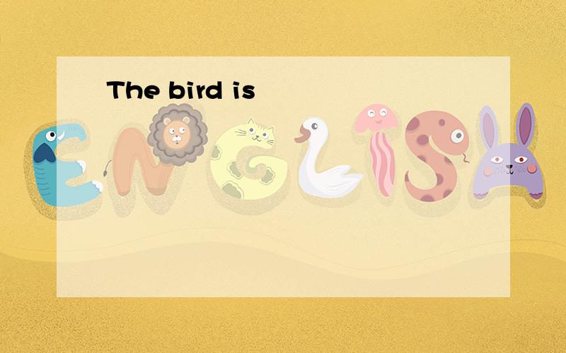 The bird is