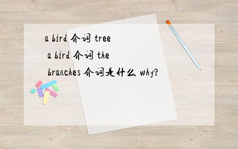 a bird 介词 tree a bird 介词 the branches 介词是什么 why?