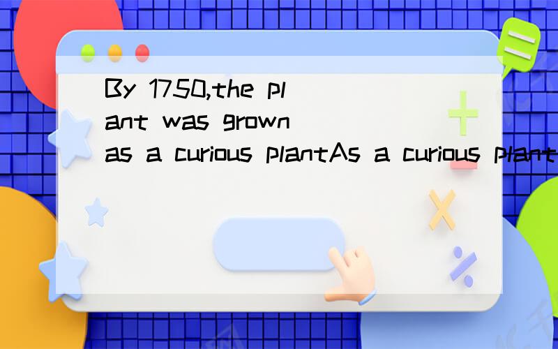 By 1750,the plant was grown as a curious plantAs a curious plant 为什么做的成分是状语而不是宾语是什么状语呢