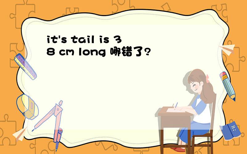 it's tail is 38 cm long 哪错了?