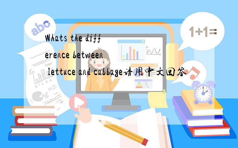 Whats the difference between lettuce and cabbage请用中文回答